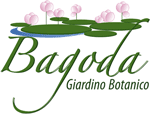 Bagoda